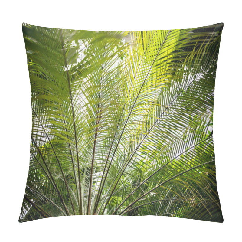 Personality  palm tree branches with green leaves and sunlight  pillow covers