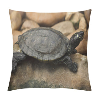 Personality  Florida Red-bellied Cooter (Pseudemys Nelsoni) Pillow Covers