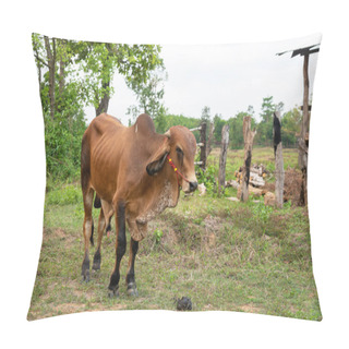 Personality  Brown Calf Standing In A Field, Cute Young Cow Standing In The Fields. Pillow Covers