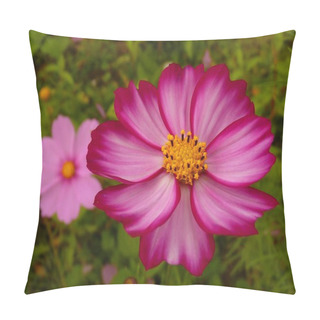 Personality  A Closeup Shot Of Blooming Pink Cosmos Flowers In The Field At Daytime Pillow Covers