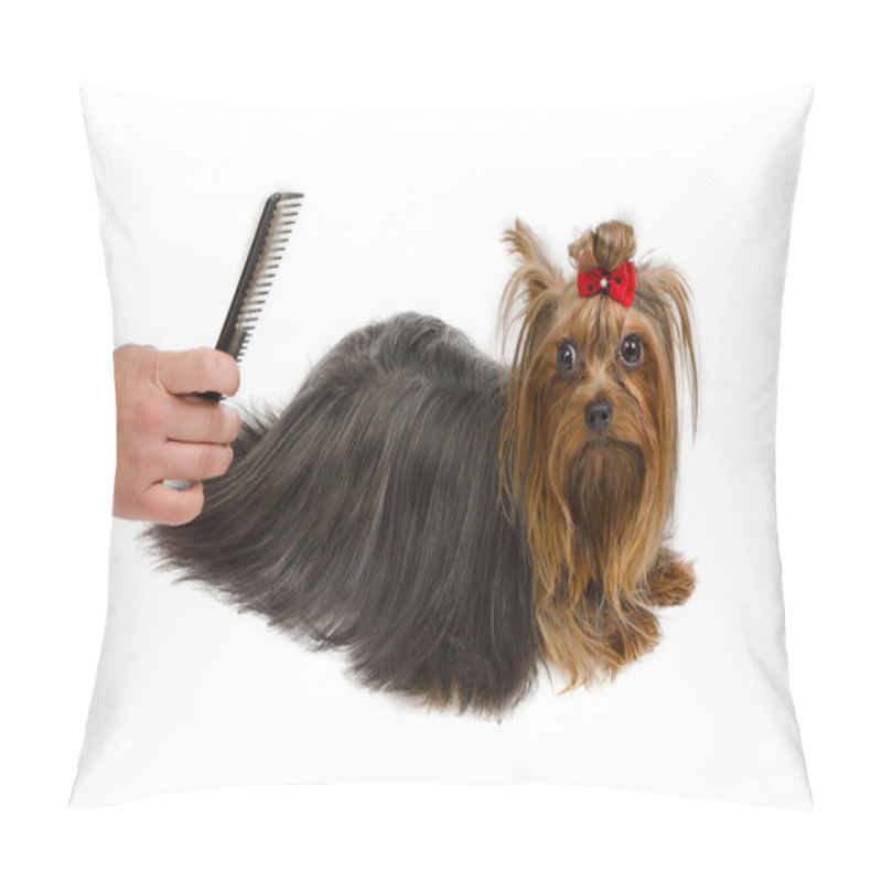 Personality  Yorkshire Terrier grooming with brush pillow covers