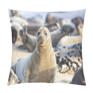 Personality  Atlantic Grey Seal Pillow Covers