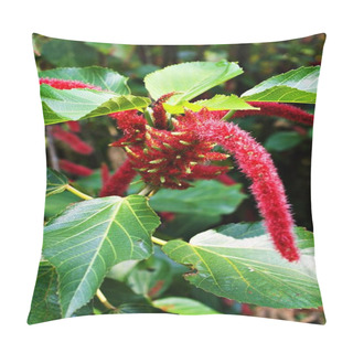 Personality  Closeup Red Flowers Acalypha Hispida Chenille Plant In Garden With Soft Selective Focus For Pretty Background ,macro Image ,delicate Beauty Of Nature ,free Copy Space For Letter ,tropical Plants  Pillow Covers