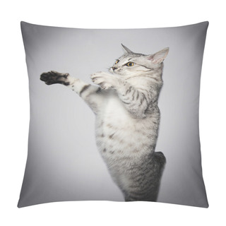 Personality  Gray Tabby Cat Pillow Covers