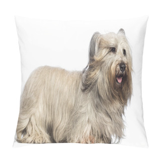 Personality  Skye Terrier With Wind A The Face Against White Background Pillow Covers