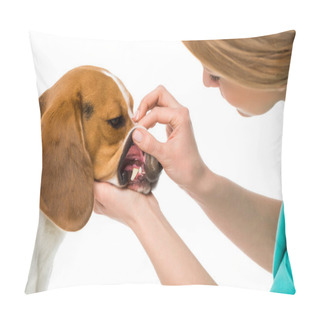 Personality  Close Up View Of Veterinarian Examining Beagle Dogs Teeth Isolated On White Pillow Covers