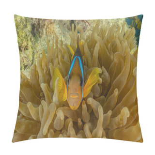 Personality  Fish Swim In The Red Sea, Colorful Fish, Eilat Israel Pillow Covers