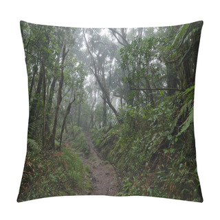 Personality  Beautiful Forest On A Rainy Day. Hiking Trail. Anaga Village Park - Ancient Forest In Tenerife, Canary Islands. Pillow Covers