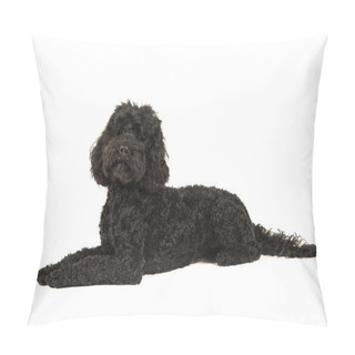 Personality  Black Labradoodle Lying Down, Looking Up Isolated On A White Background Pillow Covers