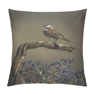 Personality  Rufous Collared Sparrow, Pampas, Patagonia, Argentina Pillow Covers