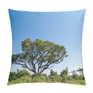 Personality  Acacia Tree Pillow Covers