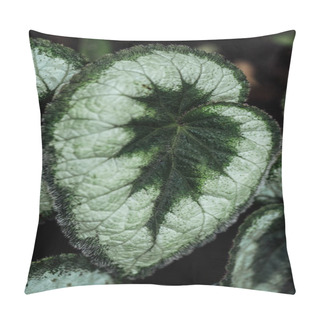 Personality  Close Up View Of Green And White Textured Exotic Leaves Pillow Covers