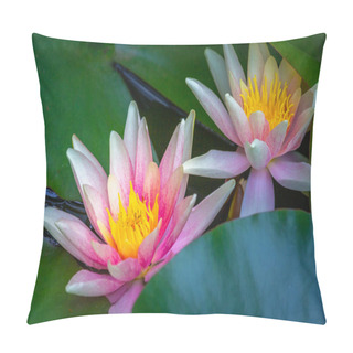 Personality  Beautiful Lily Water Close-up In Pond Garden, Giverny, France Pillow Covers