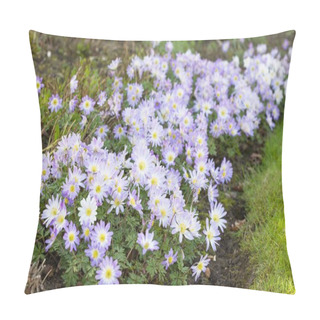 Personality  Blue Anemone Blanda Flowers. Perennial Plants Growing In A UK Garden Flower Bed In Spring Pillow Covers