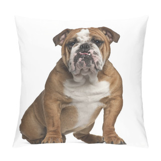 Personality  English Bulldog, 10 Months Old, Sitting Against White Background Pillow Covers