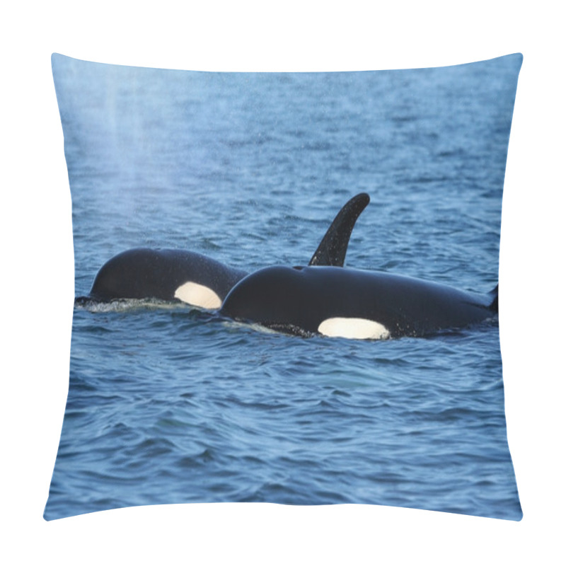 Personality  Two killer whales pillow covers