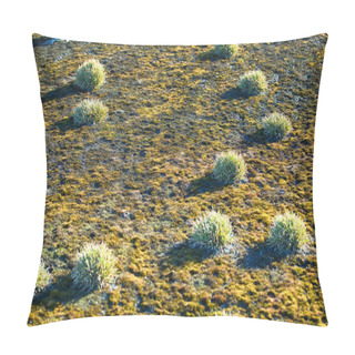 Personality  Science, Ecology. Clump (polster Plant) Of Phippsia Algida, Mosses On Poor Arctic Soils. Land France Joseph Pillow Covers
