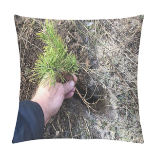 Personality  The Process Of A Young Tree In A Pine Forest. Green, Young Pine In The Coniferous Forest. Concept: Plant A Tree, Ecology, Protect Nature Pillow Covers