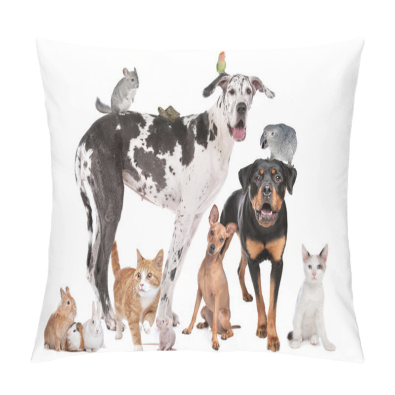 Personality  Pets In Front Of A White Background Pillow Covers