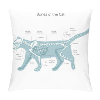Personality  Cat Skeleton Veterinary Vector Illustration Pillow Covers