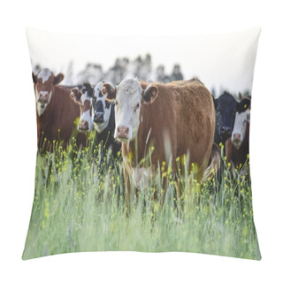 Personality  Cattle In Pampas Landscape At Dusk, Patagonia, Argentina Pillow Covers