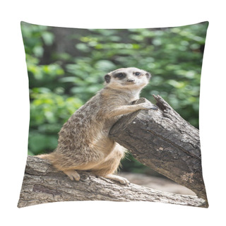 Personality  Meerkat Or Suricate  Pillow Covers