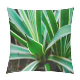 Personality  Blurred Abstract Monochrome Cactus Leaves , Howrah, West Bengal, India Pillow Covers