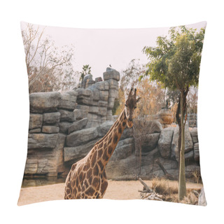 Personality  Funny Giraffe Walking In Zoological Park, Barcelona, Spain Pillow Covers