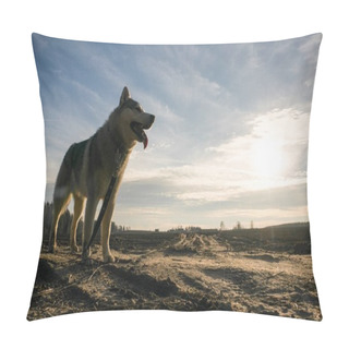 Personality  Malamute Dog Pillow Covers