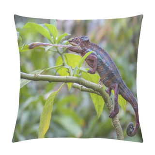 Personality  Panther Chameleon - Furcifer Pardalis Hunting Insects In Rain Forest, Madagascar Pillow Covers