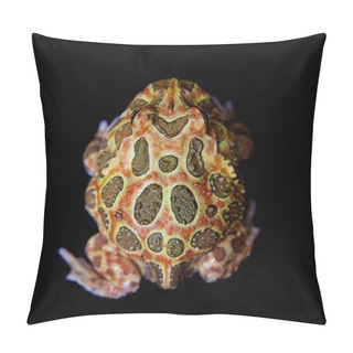 Personality  The Chachoan Horned Frog Isolated On Black Pillow Covers