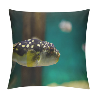 Personality  Close Up Of  Fish In Aquarium Pillow Covers
