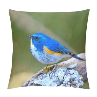 Personality  Male Himalayan Bluetail Pillow Covers