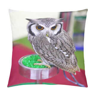 Personality  White Faced Scops Owl Pillow Covers