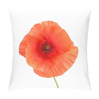Personality  Fresh Red Poppy Flower Isolated On White Pillow Covers