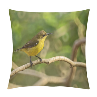 Personality  Olive-backed Sunbird - Cinnyris Jugularis, Small Yellow And Black Sunbird From Southeast Asian Gardens And Woodlands. Pillow Covers