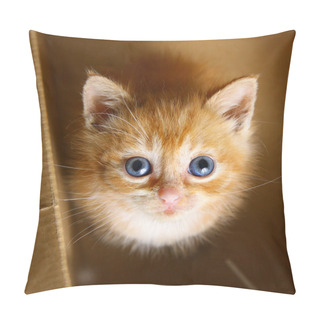 Personality  Red-haired Kitten Look Up Sit In The Cupboard Box Pillow Covers