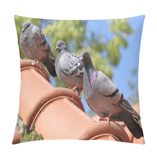 Personality  Pigeons Sitting On The Roof Pillow Covers