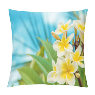 Personality  Plumeria Flowers Blooming Against The Sky. Selective Focus. Pillow Covers