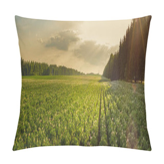 Personality  Summer Agricultural Landscape. A Large Potato Field Is Illuminated By The Rays Of The Setting Sun Pillow Covers