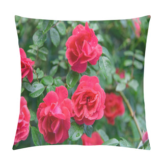 Personality  Closeup Of Rose Bush Flowers In Summer Garden During Blossoming After Rain Pillow Covers