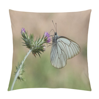 Personality  Photos Of Various Spotted Butterflies Feeding On Flowers Pillow Covers