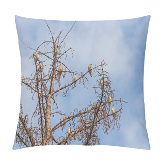 Personality  Cedar Waxwings Fill A Dying Pine Tree That Has Been Overtaken By The Deadly Needlecast Fungus. Pillow Covers