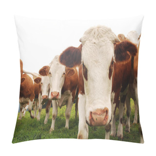 Personality  Scenic View Of Cute Domestic Cows Pillow Covers