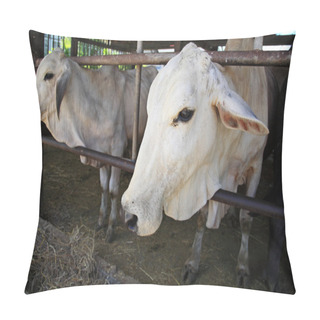 Personality  Cows In Stable Of Thai Temple Pillow Covers