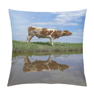 Personality  Young Red Pied Bull Mooing, Reflected In The Water, On A Leash. Pillow Covers