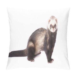 Personality  Grey Ferret In Full Growth Lies, Isolated Pillow Covers