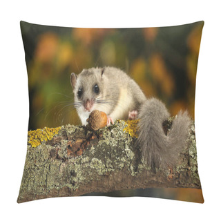 Personality  Dormouse, Glis Glis Eats Acorn On The Branch Pillow Covers
