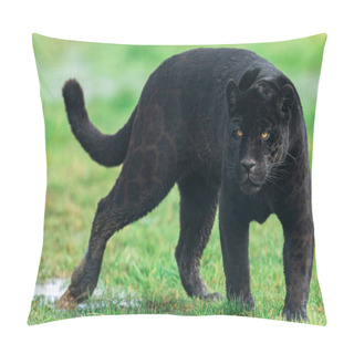 Personality  Portrait Of A Black Jaguar In The Forest Pillow Covers