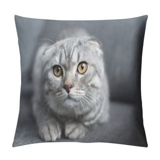 Personality  Scottish Fold Cat Pillow Covers